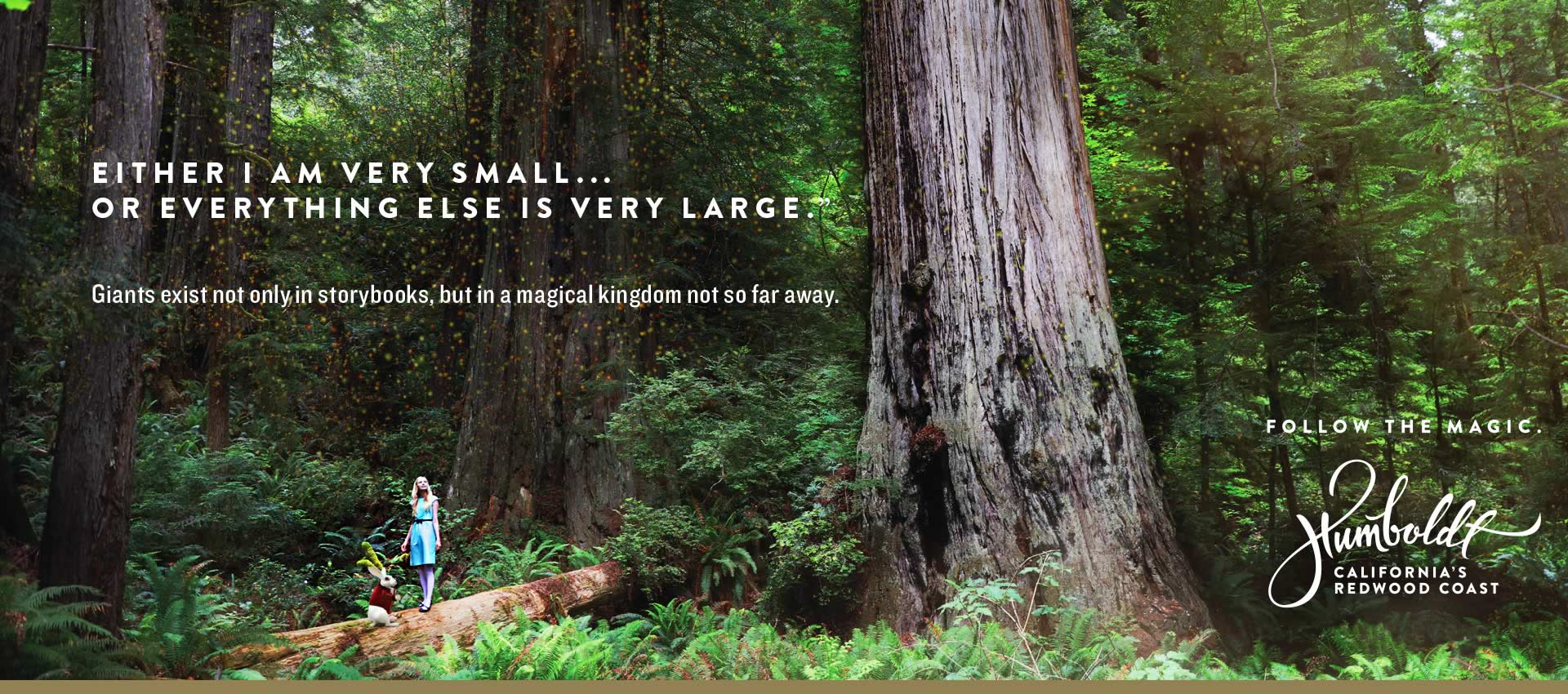 Redwoods Forest - Follow the Magic