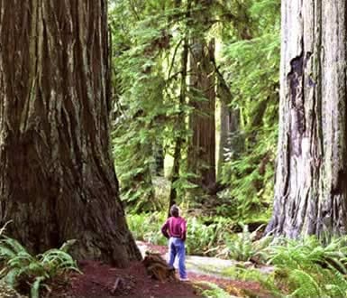 Redwood Trees